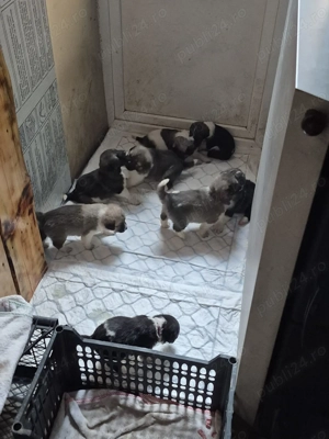 vind puii ciobanesc de bucovina imperechiat  cu kangal  - imagine 5