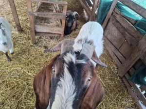 vand tap anglonubian - imagine 2