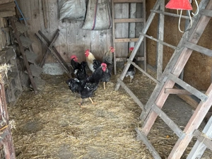 cocosi tineri  - imagine 3