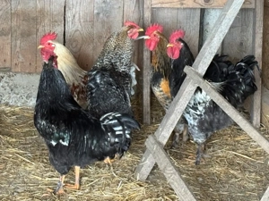 cocosi tineri  - imagine 2