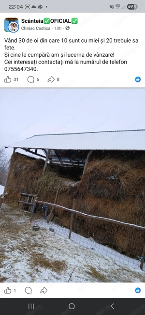 Oi turcane de vânzare  - imagine 2