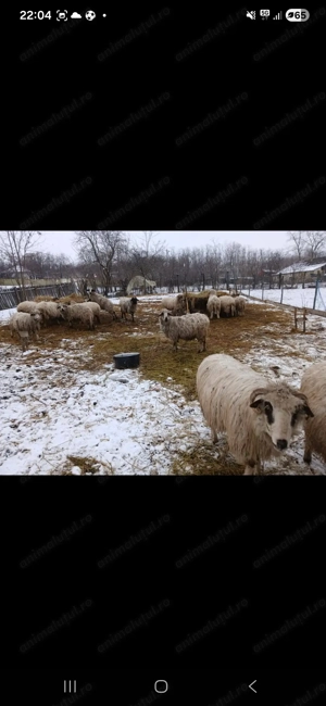 Oi turcane de vânzare  - imagine 4