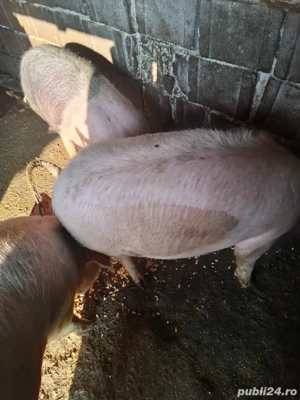 vand porci - imagine 2