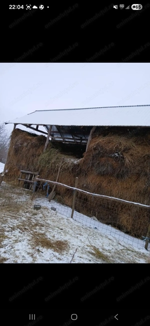 Oi turcane de vânzare  - imagine 3