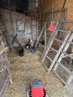 cocosi tineri  - imagine 5