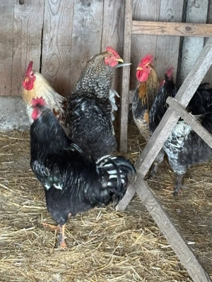 cocosi tineri  - imagine 4