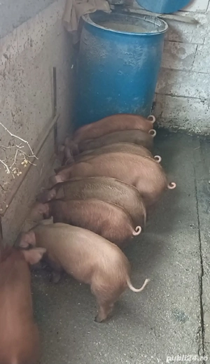 Duroc de reproducție 