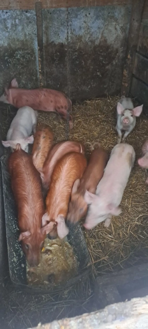 purcei  duroc cu landras - imagine 2