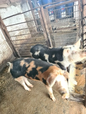 Vând pucei - imagine 2