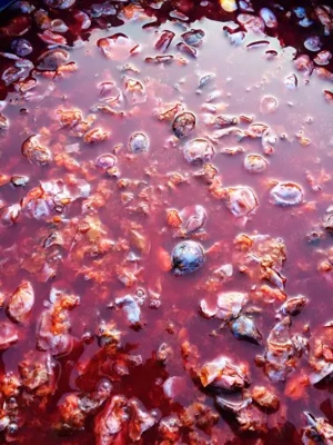 Vând Pălincă de prune zonă Maramureș 