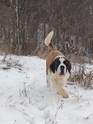 Femela de Saint Bernard cu Pedigree 