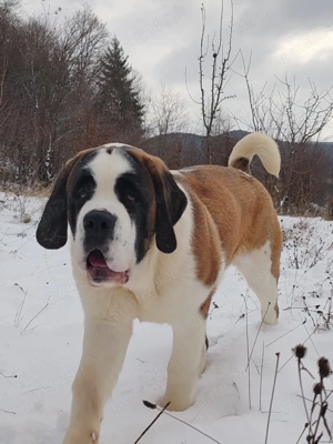 Femela de Saint Bernard cu Pedigree  - imagine 4