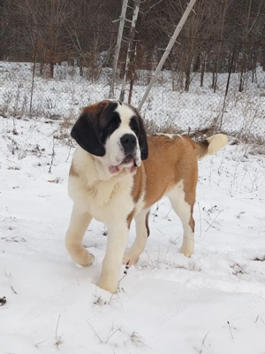 Femela de Saint Bernard cu Pedigree  - imagine 5