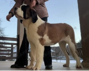 Femela de Saint Bernard cu Pedigree  - imagine 3