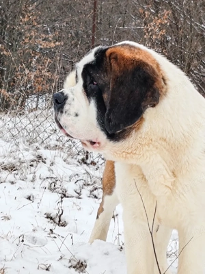 Femela de Saint Bernard cu Pedigree  - imagine 2