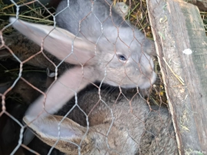 vand iepuri - imagine 3