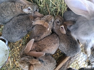 vand iepuri - imagine 2