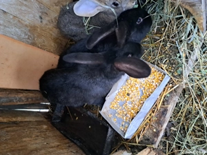 vand iepuri - imagine 4