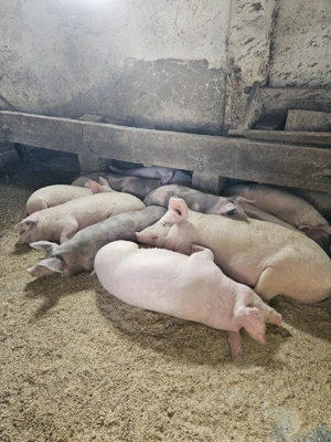 Vand purcei - imagine 3