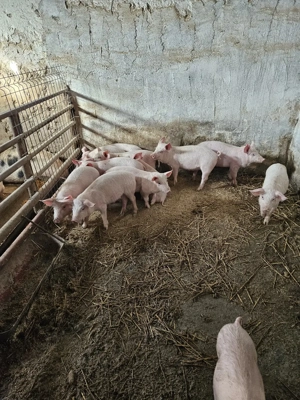 Vand purcei - imagine 2