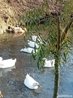 De vînzare 10 rațe împreuna cu un ratoi moțat . rațele sunt de anul trecut , se ouă. Se vinde toate - imagine 2