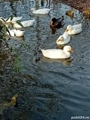 De vînzare 10 rațe împreuna cu un ratoi moțat . rațele sunt de anul trecut , se ouă. Se vinde toate - imagine 4