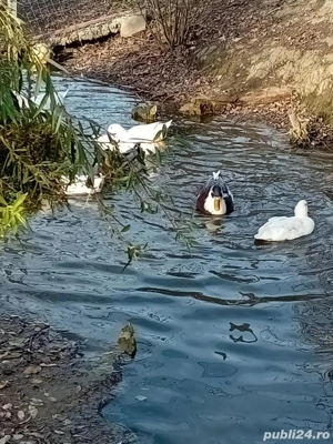 De vînzare 10 rațe împreuna cu un ratoi moțat . rațele sunt de anul trecut , se ouă. Se vinde toate - imagine 3