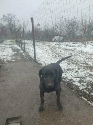 Vand catelusa Tekel - imagine 2