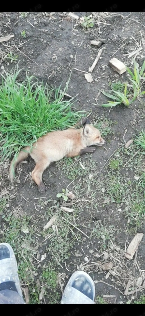 Vand catelusa Tekel - imagine 4