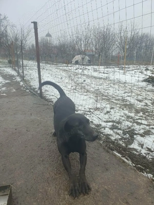 Vand catelusa Tekel - imagine 3