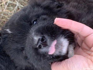 Ciobănesc negru corb - imagine 5