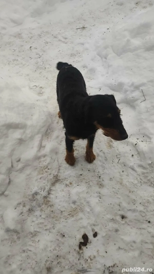 Vand catelus Jagd Terrier - imagine 3