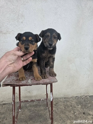 Vand catelus Jagd Terrier - imagine 2