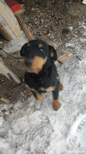 Vand catelus Jagd Terrier - imagine 4