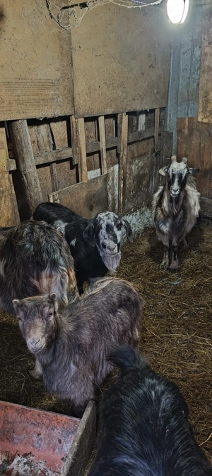 Capre de vanzare - imagine 2