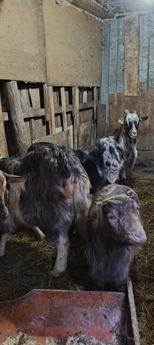 Capre de vanzare - imagine 3