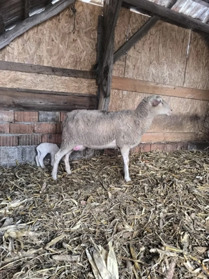 vand oi de carne  - imagine 5