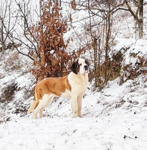 Femela de Saint Bernard cu Pedigree 