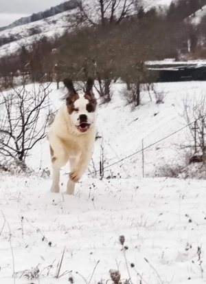 Femela de Saint Bernard cu Pedigree  - imagine 3