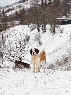 Femela de Saint Bernard cu Pedigree  - imagine 2