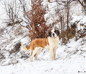 Femela de Saint Bernard cu Pedigree  - imagine 4