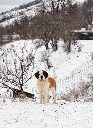 Femela de Saint Bernard cu Pedigree  - imagine 5