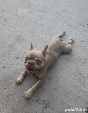 Disponibil mascul Bulldog francez  - imagine 2