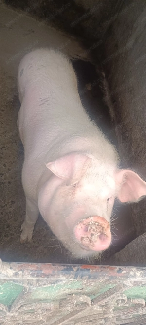Vând porc pentru sacrificat 