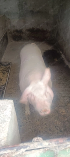 Vând porc pentru sacrificat  - imagine 2