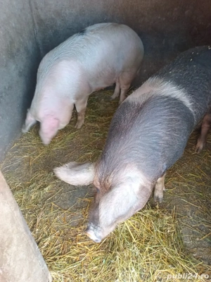 Vând porci - imagine 2