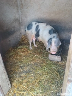 Vând porci - imagine 3