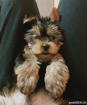 mascul yorkshire terrier vaccinat complet