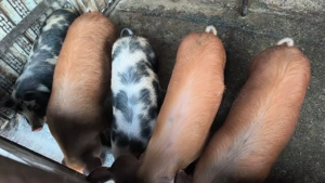 soldani de vanzare 50 kg