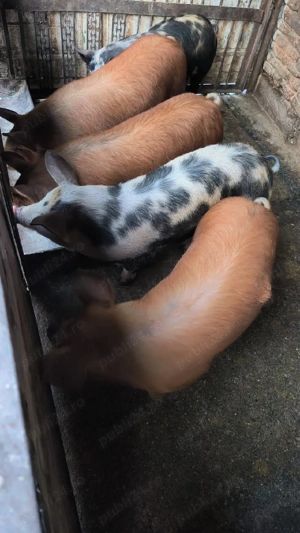 soldani de vanzare 50 kg - imagine 2